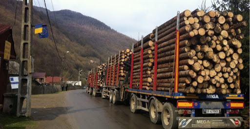 Colonialism „de urgență”: Ministrul Mediului REFUZĂ să interzică TĂIEREA pădurilor!
