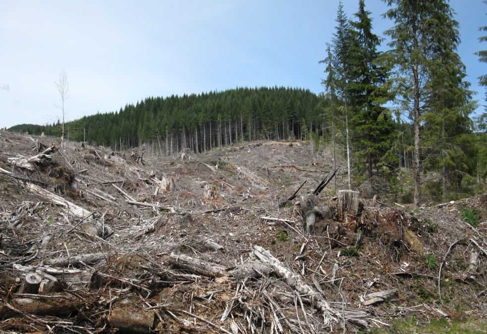 Masacrul pădurilor a continuat în 2019