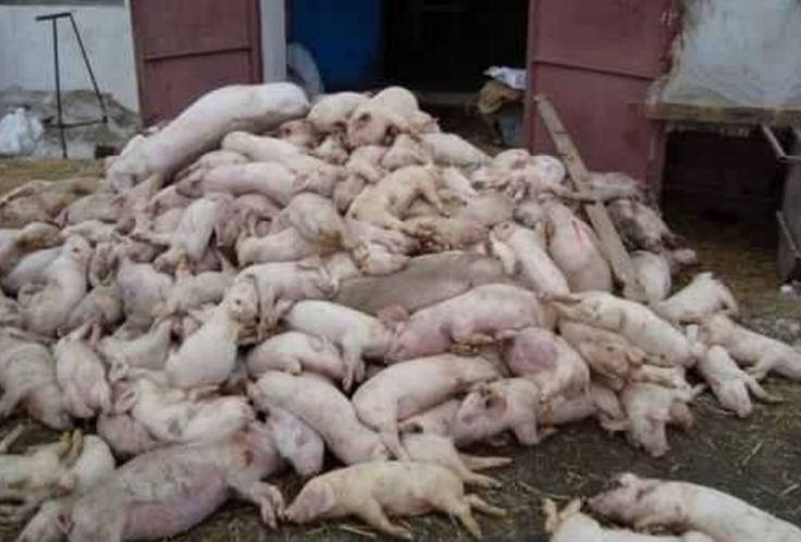 Ipoteză șocantă: pestă porcină împrăștiată cu drona!